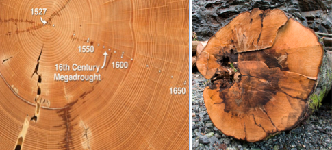 Dendrochronology